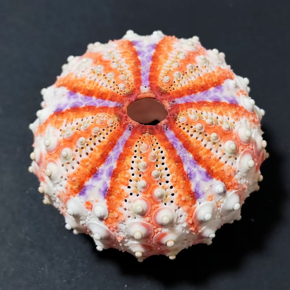 Sea Urchin Craft For For Zhuol - đánh giá và giá Aquarium Plant Holder