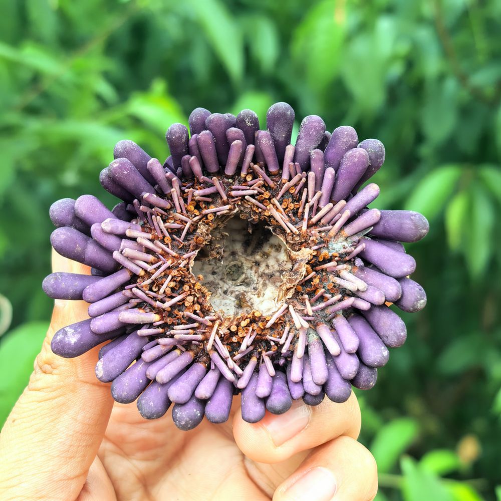 Sea Urchin Craft For For Zhuol - đánh giá và giá Aquarium Plant Holder