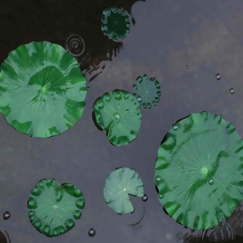 2026 Artificial Water Lily Lot - đánh giá và giá Aquarium Moss