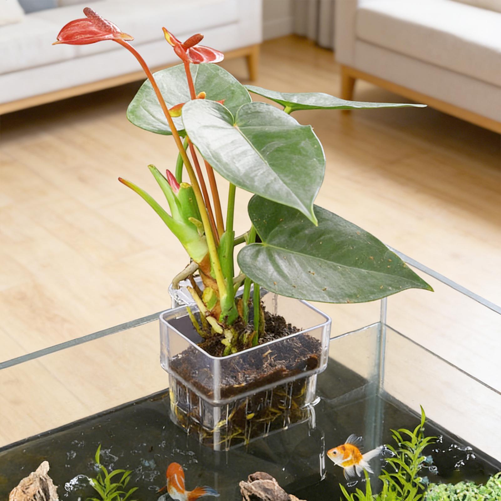 Aquarium Plant Basket Transpar - đánh giá và giá Plant Aquarium Pot