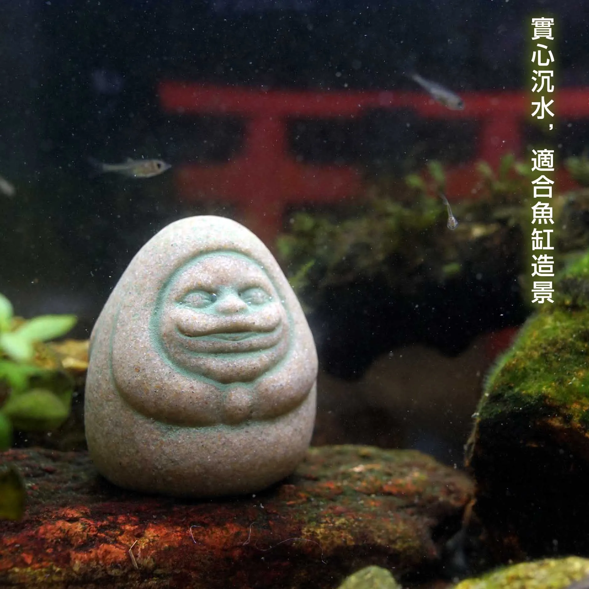 Kaminishi Hide Dharma Anime Sc - đánh giá và giá Aquarium Moss