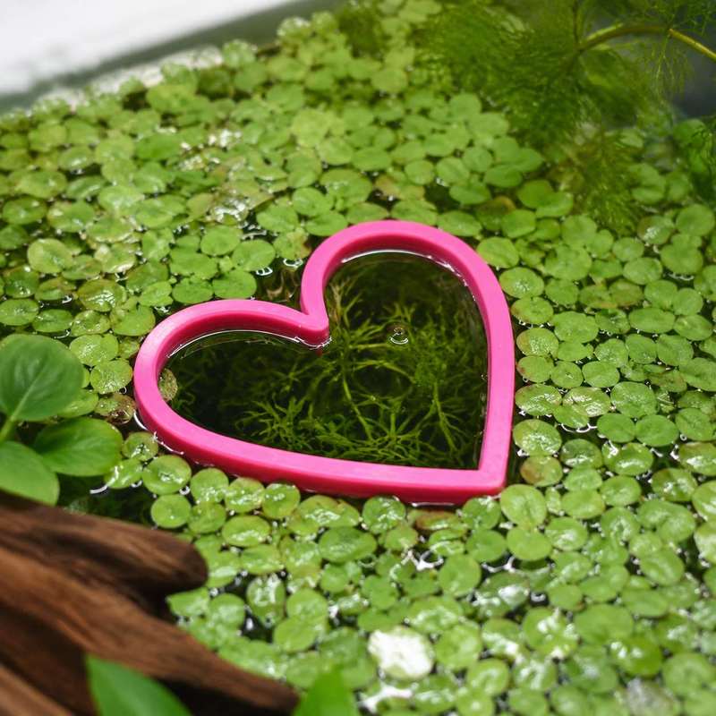 Heart Shaped Floating Fish Fee - đánh giá và giá Aquarium Fertilizer