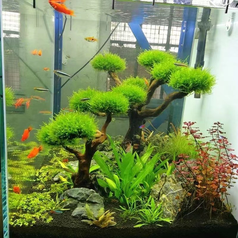 Fish tank greening wood frame  - đánh giá và giá Aquarium Driftwood