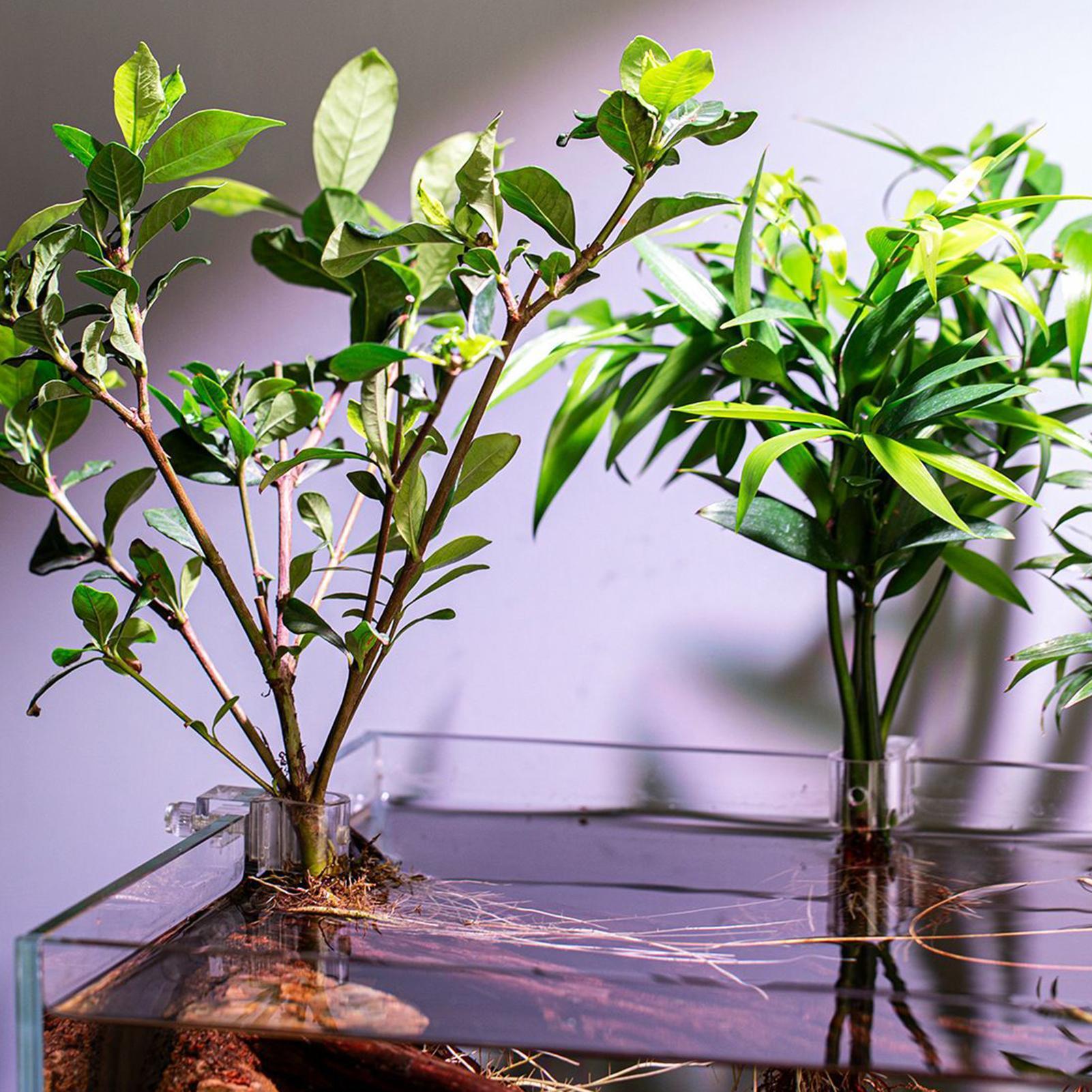 Mini Fish Tank Planter Pot 6Pc - đánh giá và giá Aquarium Fertilizer