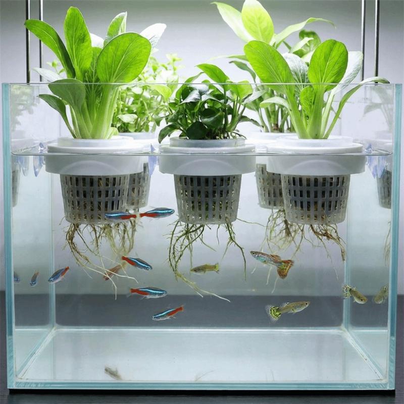Floating Aquatic Plant Basket  - đánh giá và giá Aquarium Plant Holder