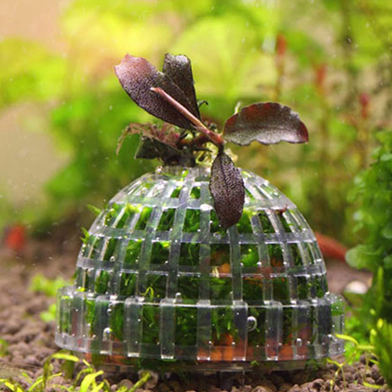 【B】Aquatic Pet Supplies Decora - đánh giá và giá Live Plant Aquarium
